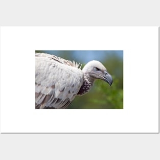 Cape Vulture close-up Posters and Art